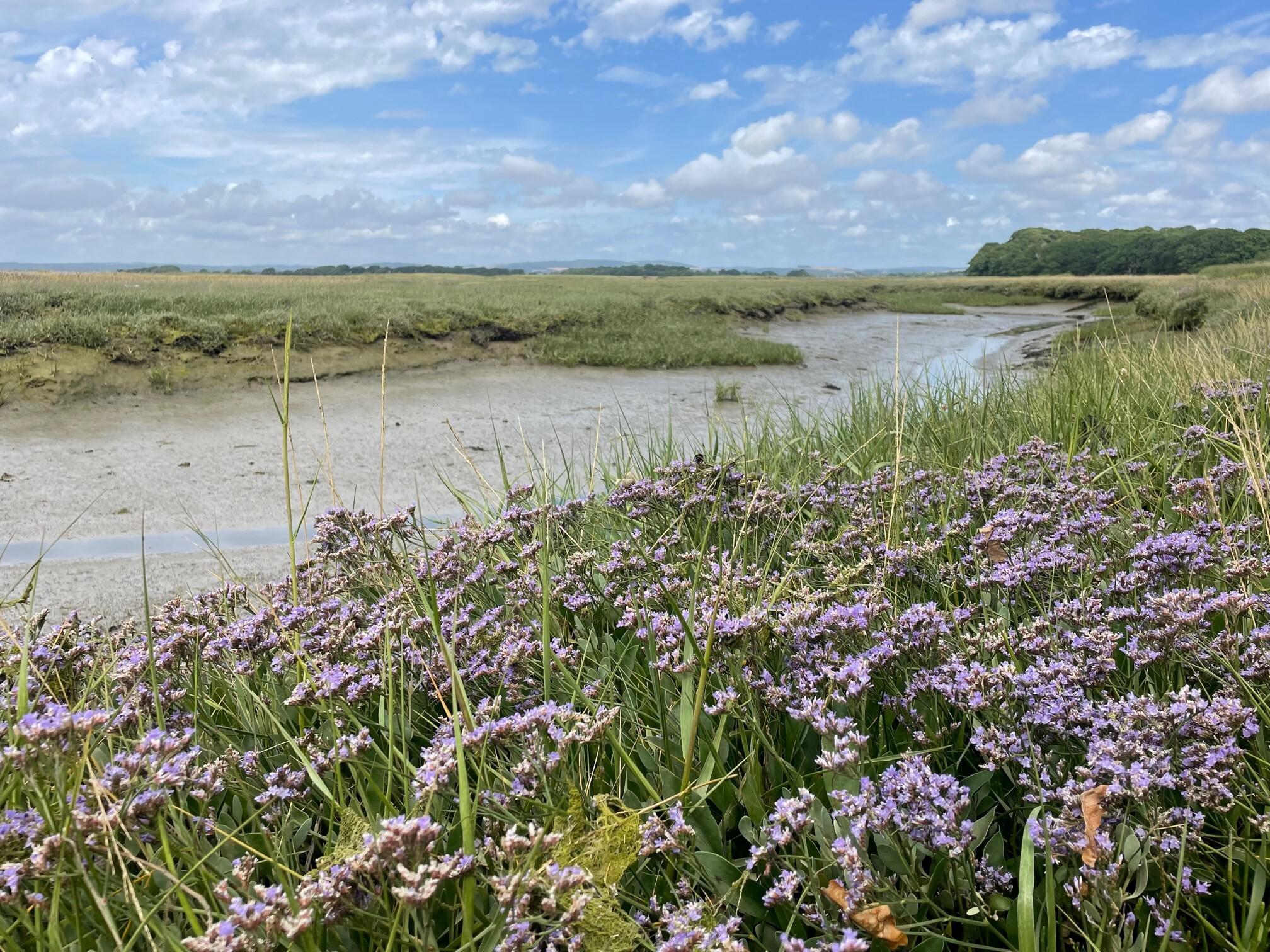 Saltmarshes and lavendar