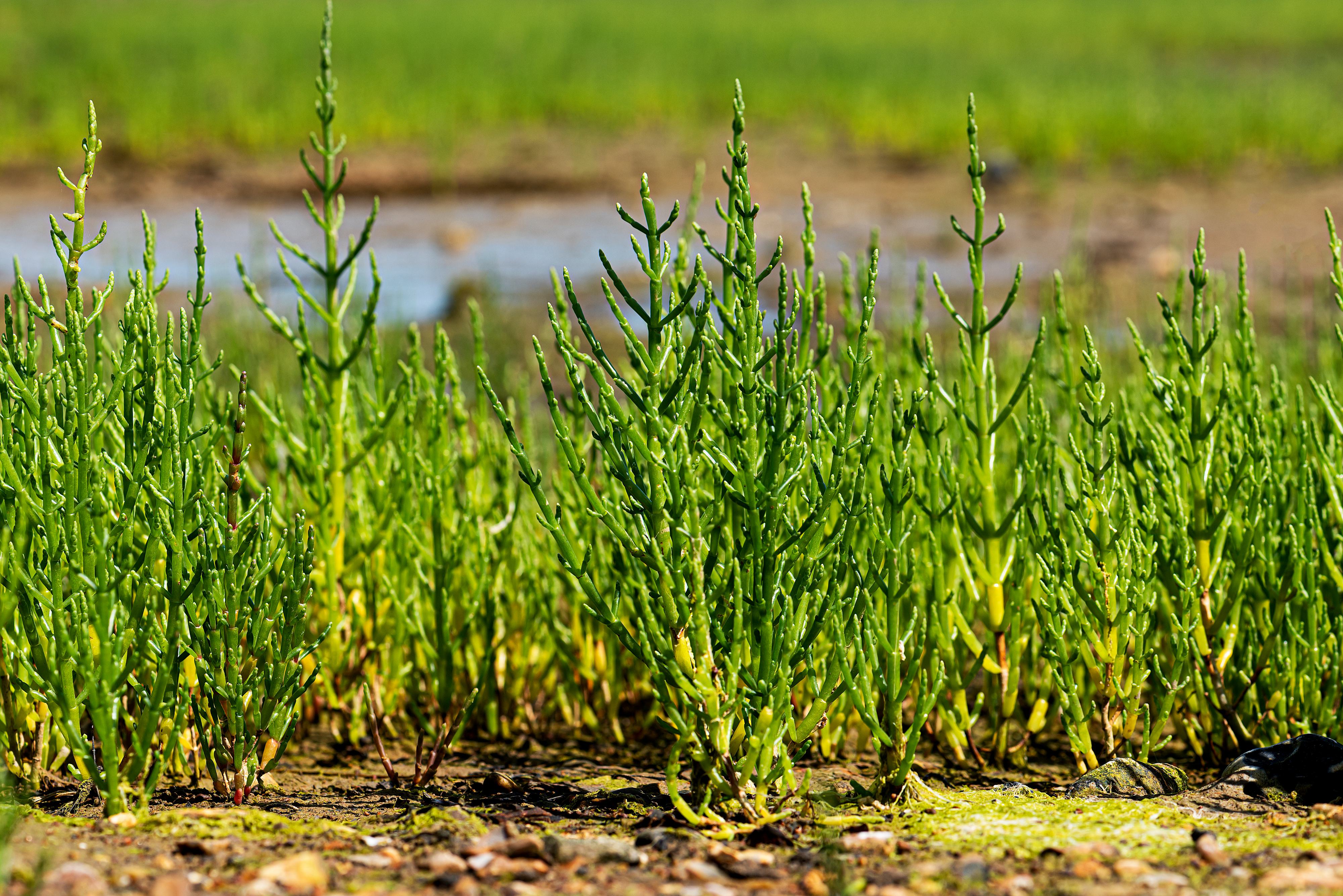 Glasswort shoots on saltmarsh