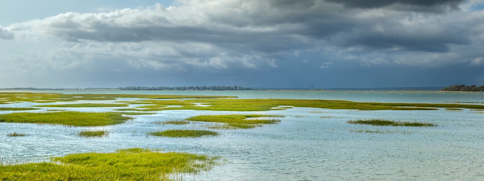 Saltmarsh at Chichester Habour