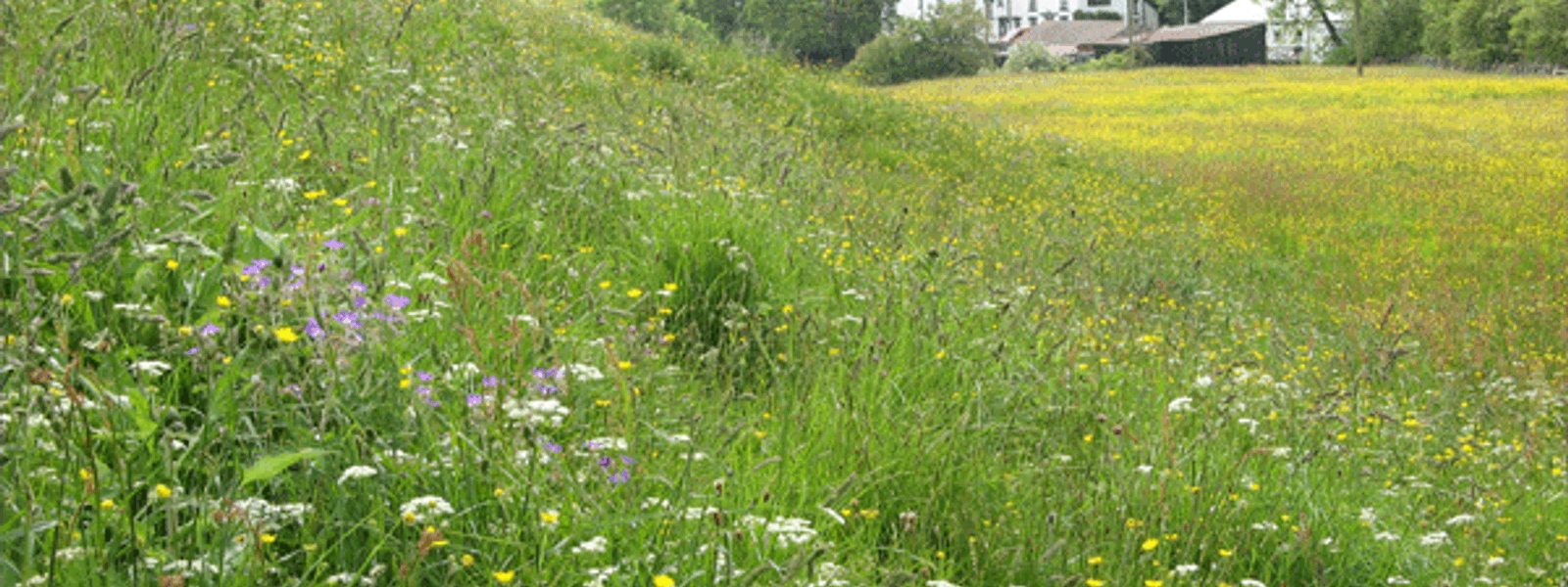 North Pennines NL - Nectarworks, Flower rich meadow