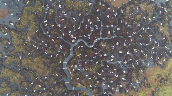North Pennines NL - Resized Tynehead fell stone dams and bags of brash restoration cumbria LIFE UAV
