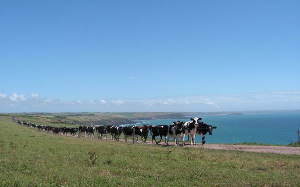 South Devon NL - Cow Train green (c) Sarah Sweet