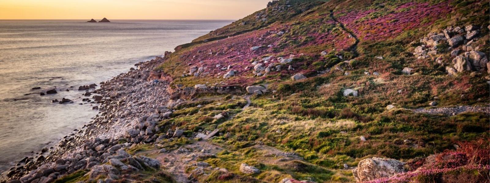 Cornwall NL - Nanquidno Cove West Penwith in summer heather (c) Michelle Blaken