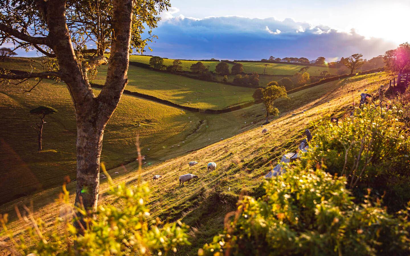 South Devon NL - Across the valley green youth (c) Anna Potgieter