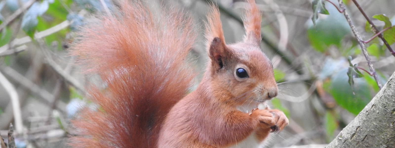 Anglesey NL - Wiwer Goch Red Squirrel (c) Ray Ewing
