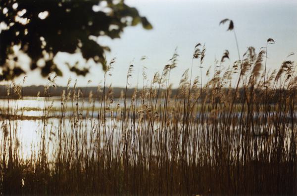 Chichester Harbour NL - Reeds (c) Norman Gill