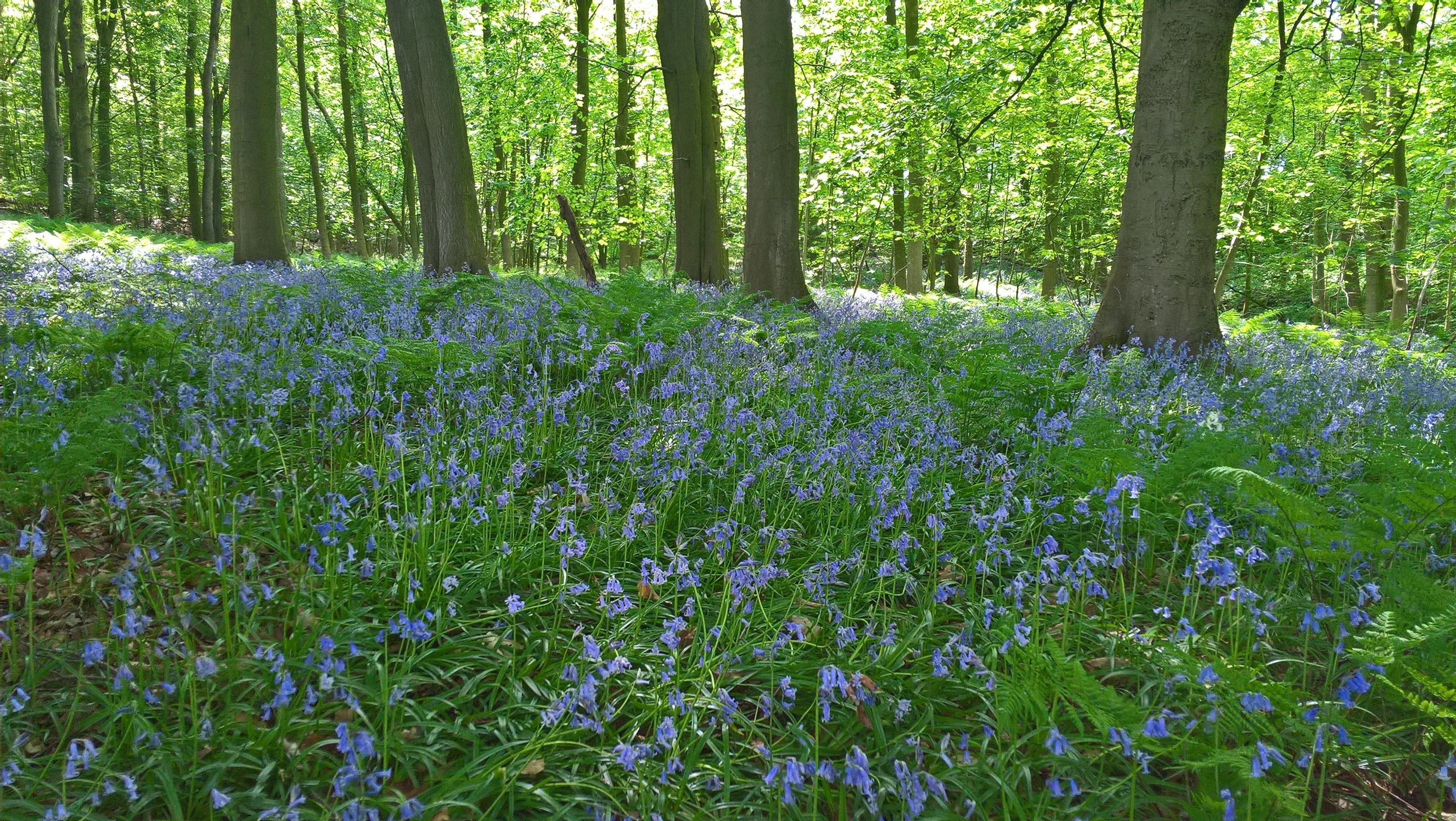 Howardian Hills NL - Coulton Moor bluebells
