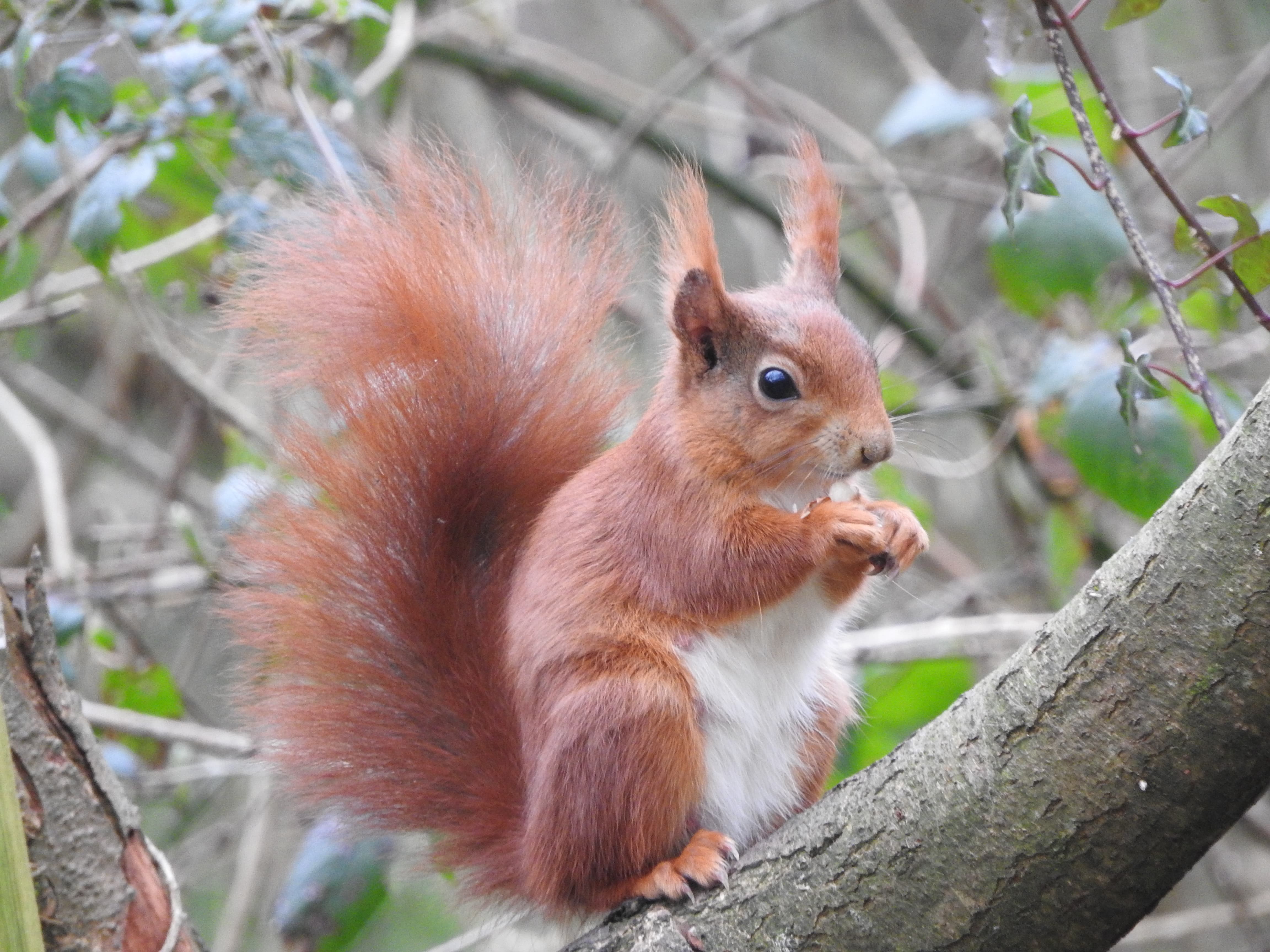 Anglesey NL - Wiwer Goch Red Squirrel (c) Ray Ewing