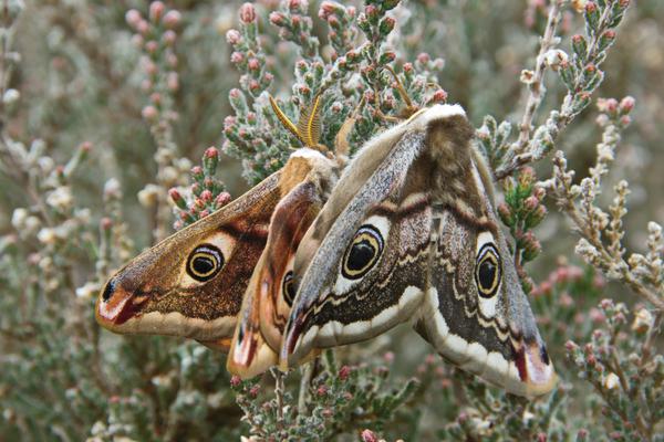 Cannock Chase NL - Emperor Moths (c) Steve Welch