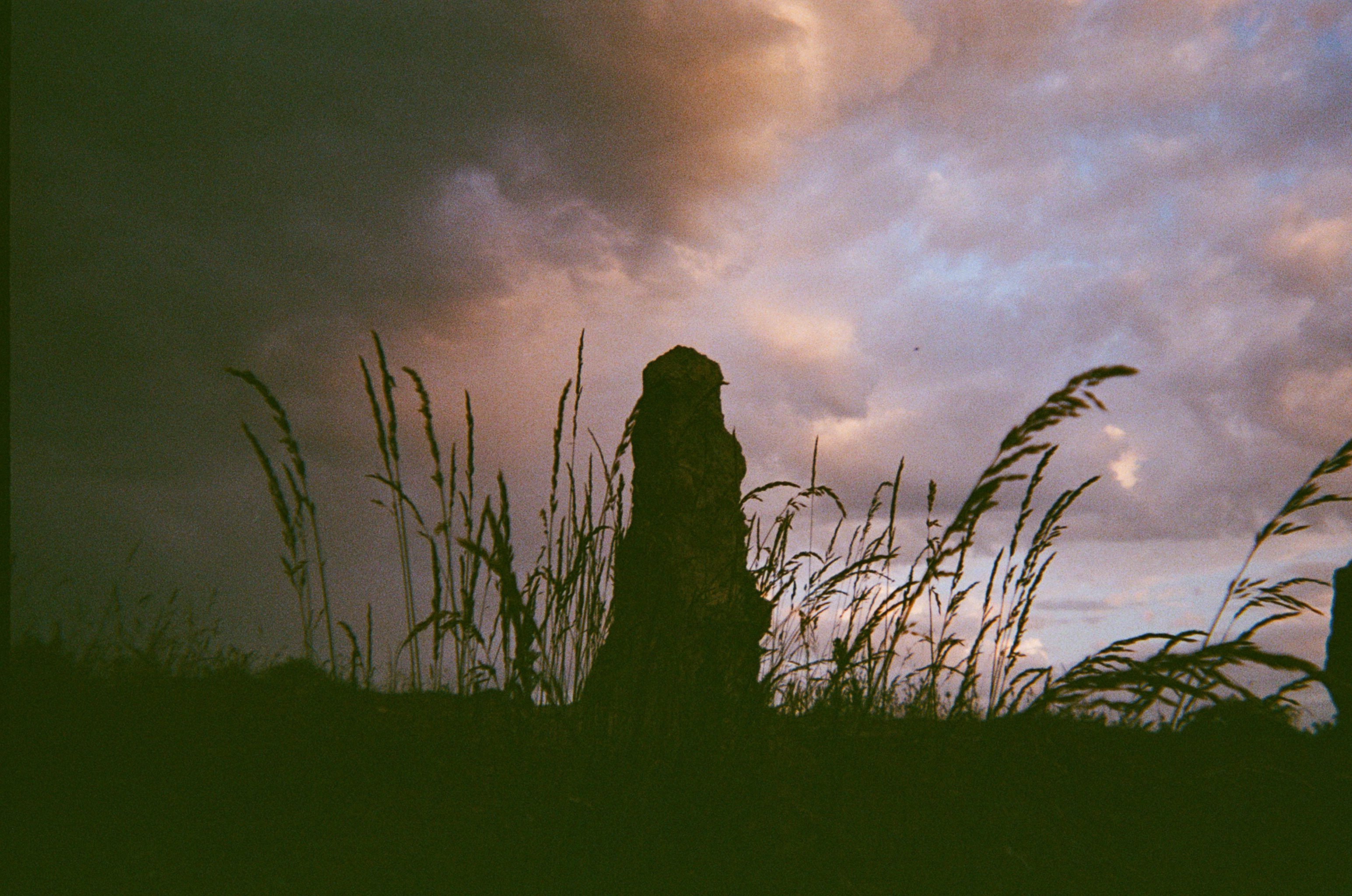 A standing stone is silhouetted against a cloudy pink evening sky, tall grasses are silhouetted too