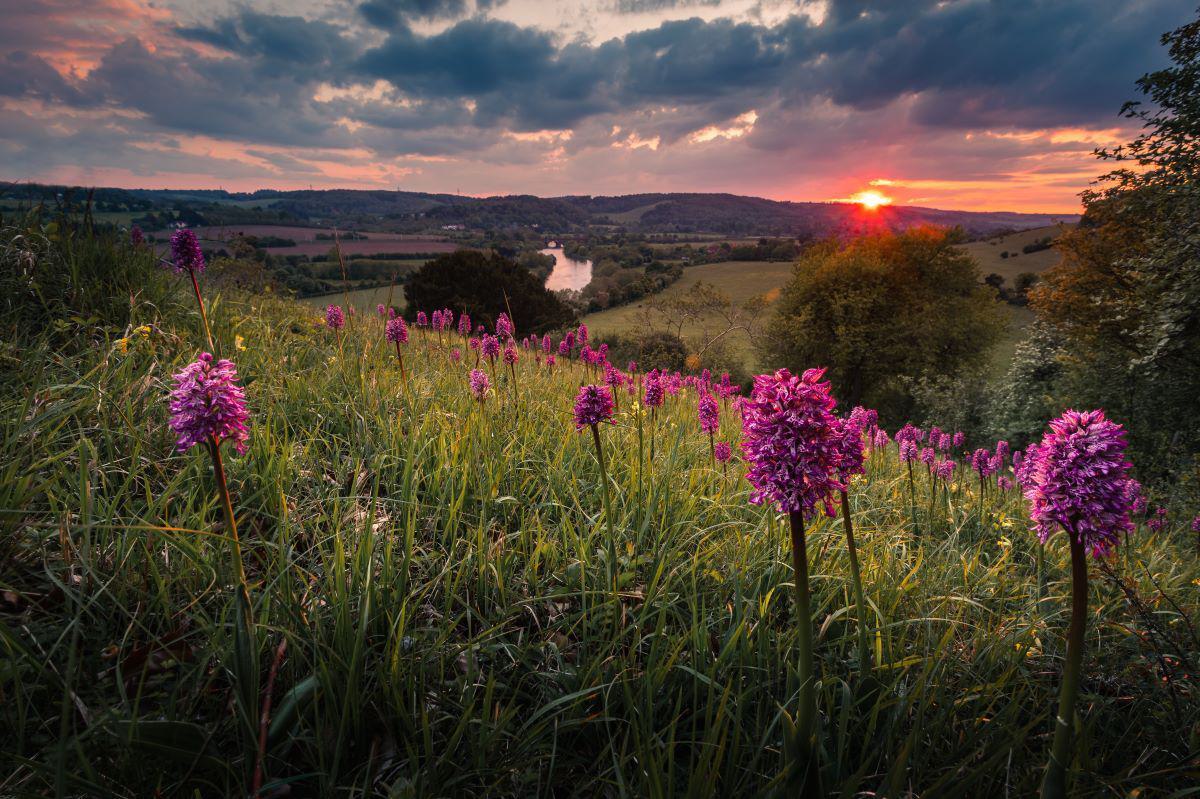 Chilterns NL - Sunset at Hartslock Nature Reserve SSSI Orchid (c) Dave Olinski