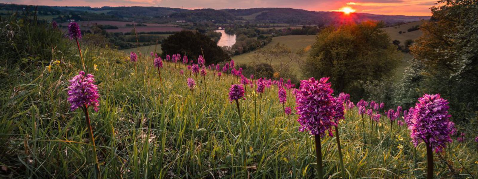 Chilterns NL - Sunset at Hartslock Nature Reserve SSSI Orchid (c) Dave Olinski