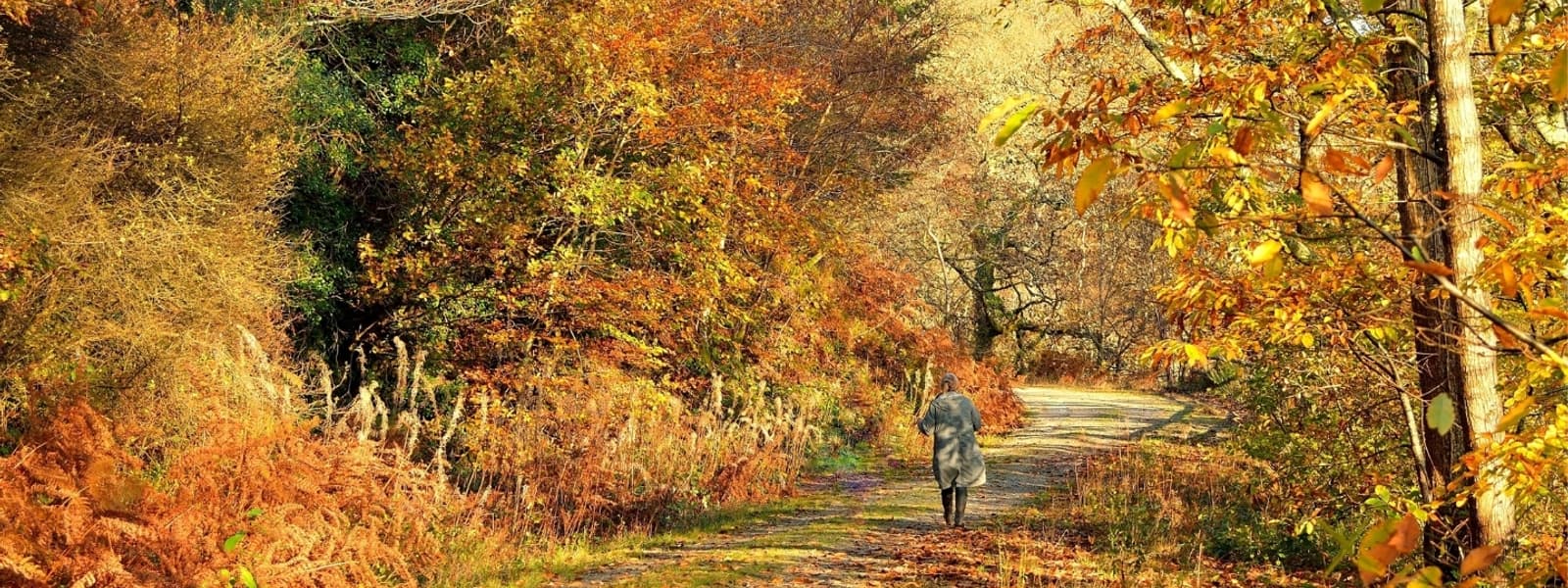 Cornwall NT - Autumn colour Ethy Wood Lerryn (c) Roy Curtis