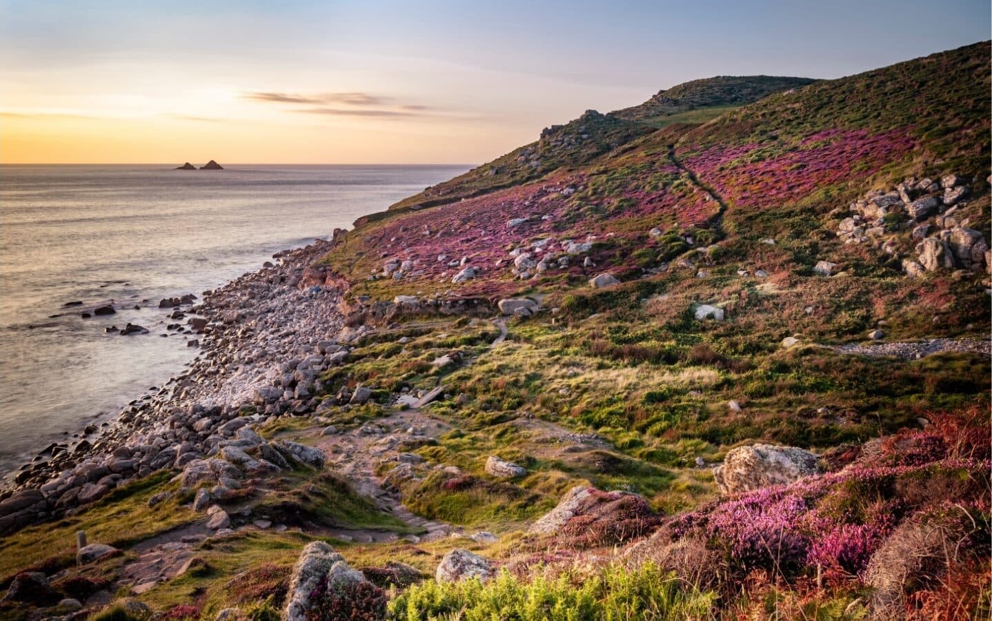 Cornwall NT - Nanquidno Cove West Penwith in summer heather (c) Michelle Blaken