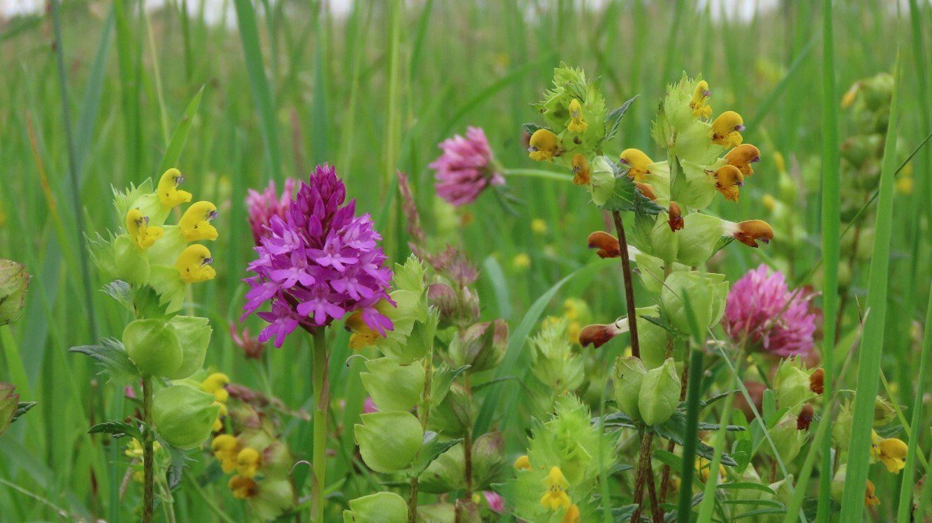 We are at the same level as some wildflowers growing in what looks like a large field. There are pink, purple and yellow flowers.