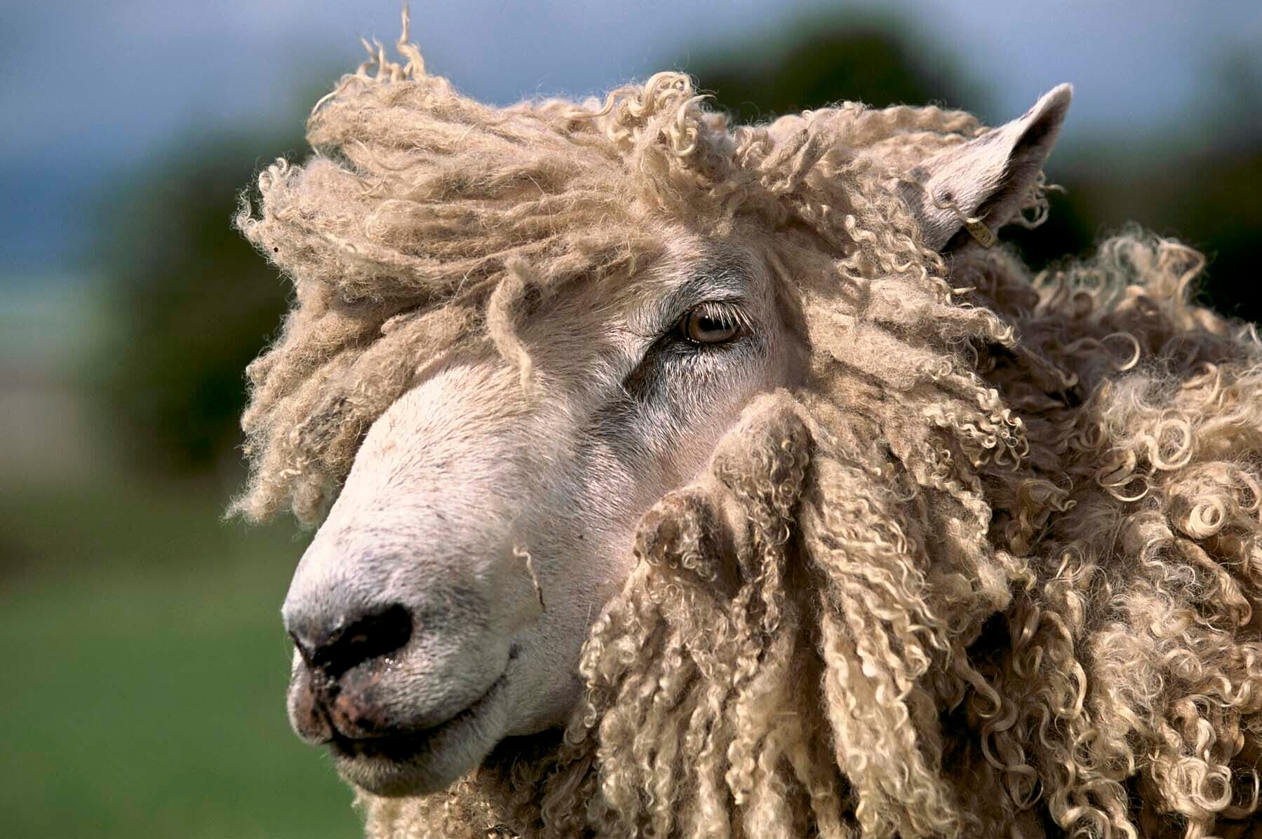 Cotswolds NL - Cotswold Lion Sheep (c) Nick Turner