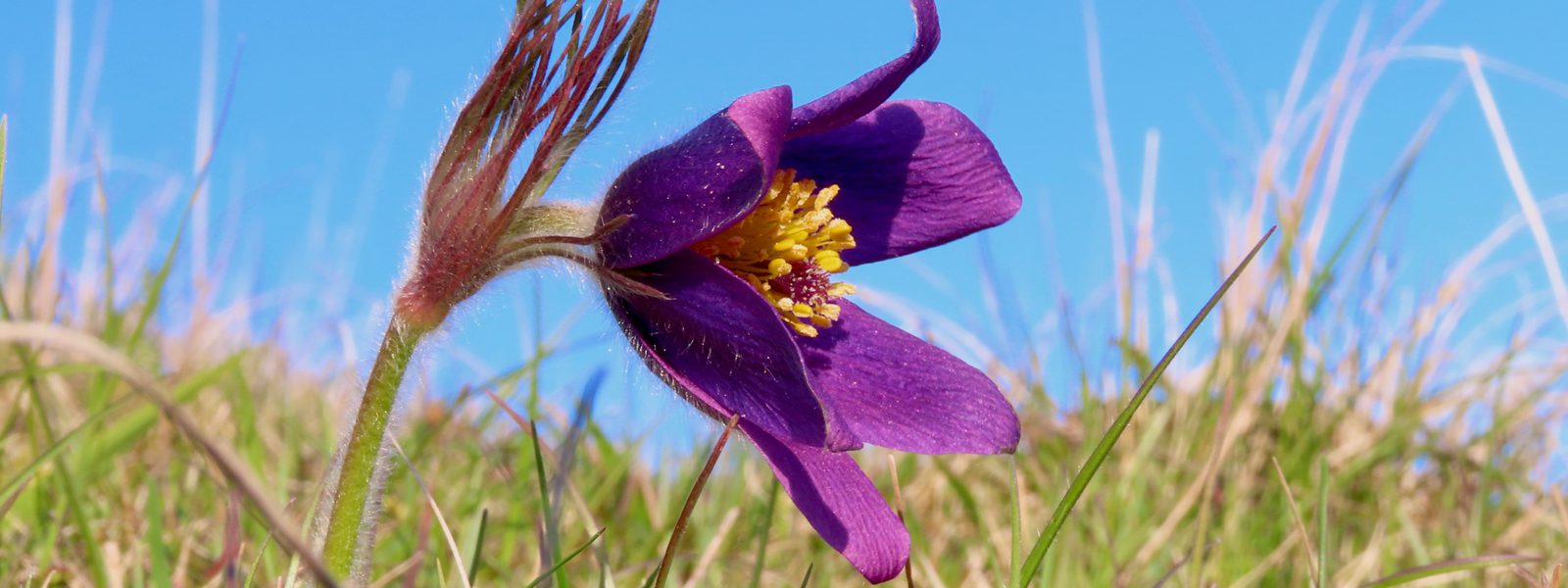 Cotswolds NL - Pasqueflower (c) Anna Field