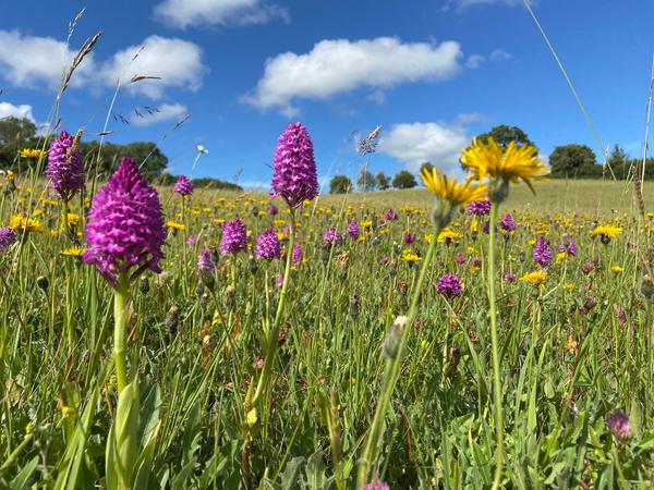 Cotswolds NL - Pyramidal orchid (c) Anna Field