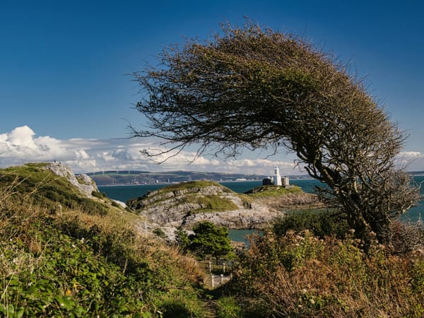 A view towards the coast, in the foreground is a windswept tree, seemingly sheltering a distant lighthouse