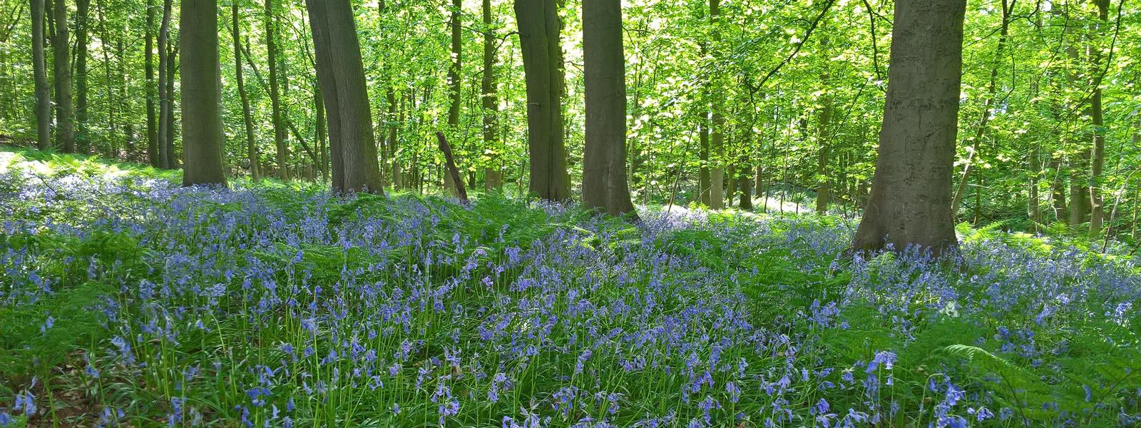 Howardian Hills NL - Coulton Moor bluebells