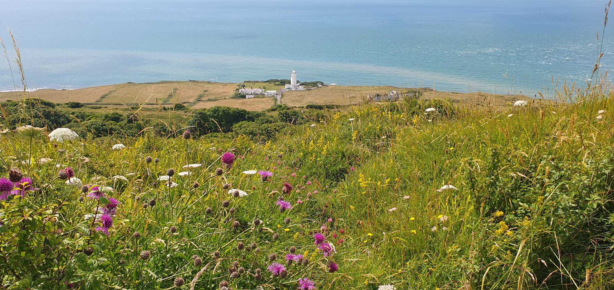 A view downhill over rolling fields, white and purple wildflowers are visible in the foreground, St Catherines Light House in the far distance.