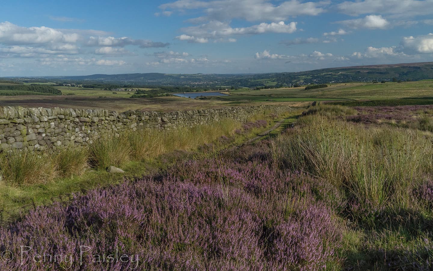 Nidderdale NL - March Ghyll Heather Moorland (c) Penny Paisley