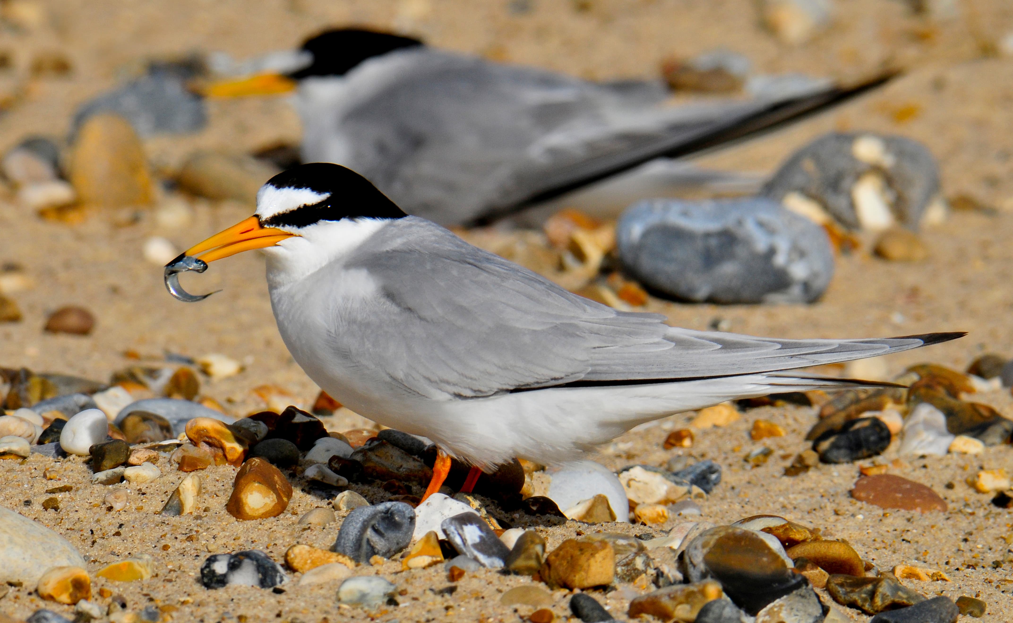 Northumberland Coast NL - Little Tern (c) Kevin Simmonds