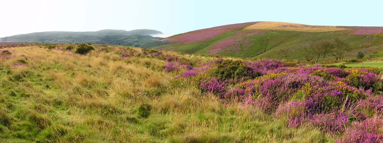 Quantock Patterns National Landscapes - Quantock Hills