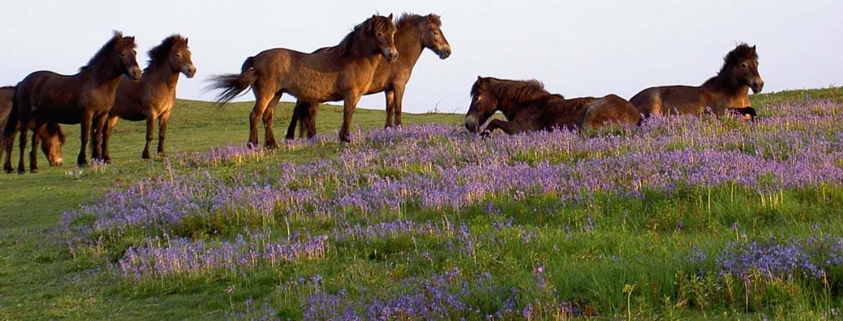 Quantock Hills NL - Ponies